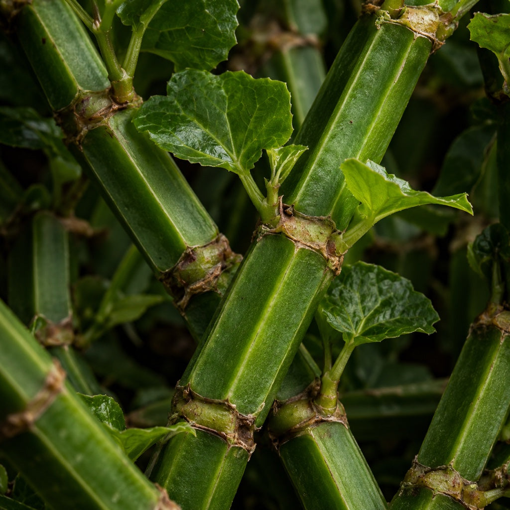 Cissus quadrangularis