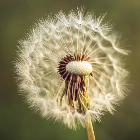 Extracto Taraxacum