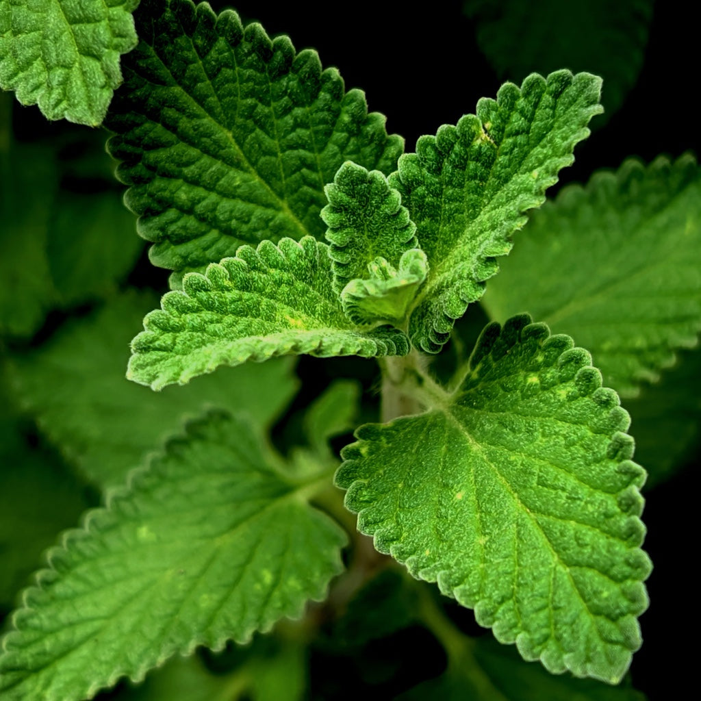 Mentha piperita