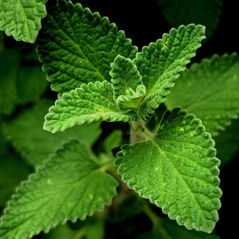 Mentha piperita